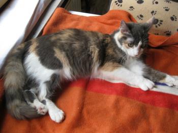 Trikinina Bild von Trikinina