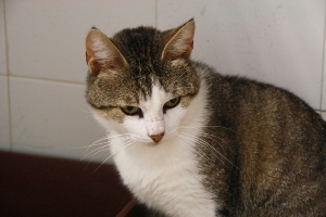 Mahoney Bild von Mahoney