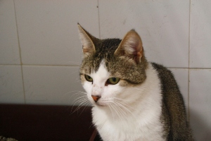 Mahoney Bild von Mahoney