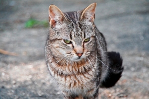 Barry Bild von Barry