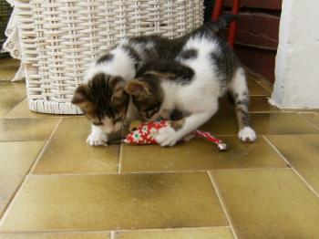 Bild von Pini