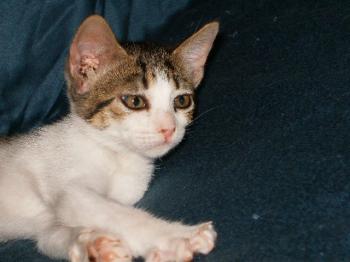 Bild von Pini