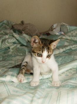 Bild von Pini