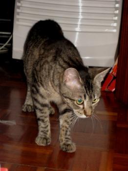 Bild von Casey