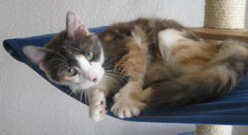 Trikinina Bild von Trikinina