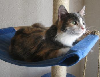 Trikinina Bild von Trikinina