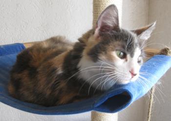 Trikinina Bild von Trikinina