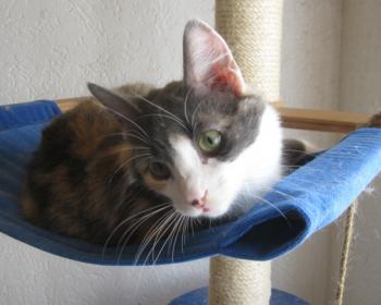 Trikinina Bild von Trikinina