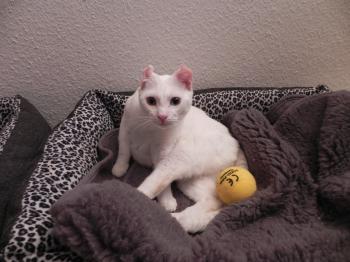 Kristo Bild von Kristo