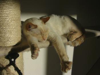 Blanquita im neuen Zuhause Bild von Blanquita