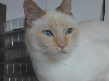 Blanquita Bild von Blanquita