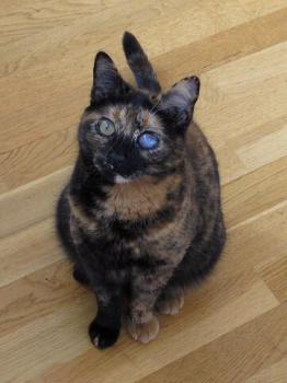 Circe Bild von Circe
