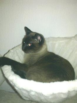 Cosmo Bild von Cosmo