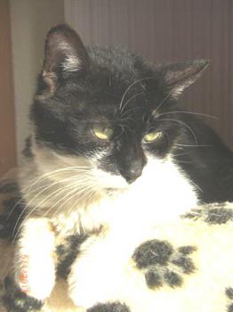 Findus Bild von Findus