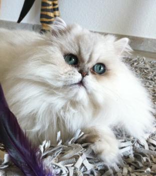 Bild von Legolas