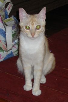 Guapa Bild von Guapa