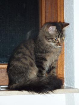 Persy im Zuhause Bild von Persy