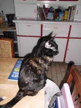 Pica in ihrem Zuhause Bild von Pica