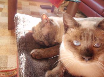 Romeo und Ramo in Deutschland Bild von Romeo