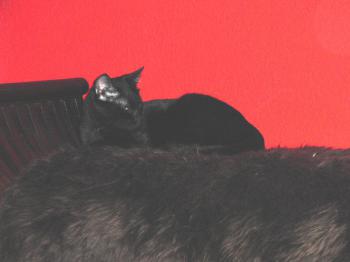 Bild von Vampi