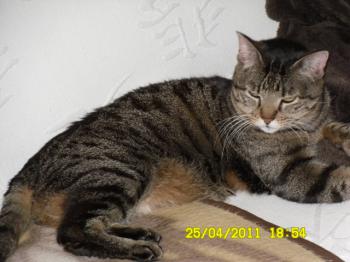 Bild von Cutie Pie