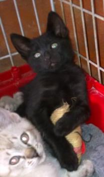 Romeo Bild von Romeo