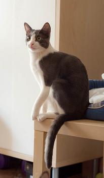 Sumu Bild von Sumu