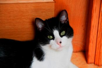 Bruce Bild von Bruce