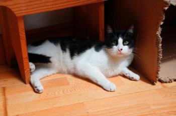 Bruce Bild von Bruce