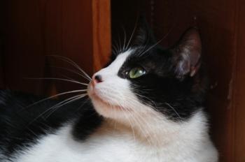 Bruce Bild von Bruce