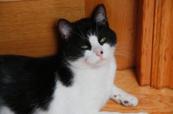 Bruce Bild von Bruce