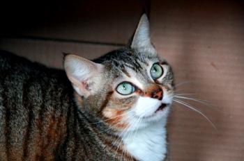 Cora Cleo Bild von Cleo