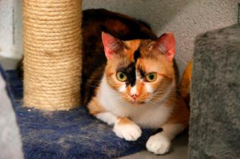 Sweety - Five Bild von Sweety - Five