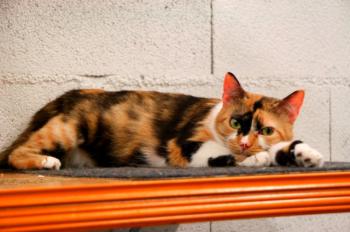Sweety - Five Bild von Sweety - Five