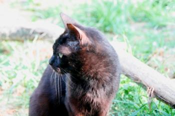 Orson Bild von Orson