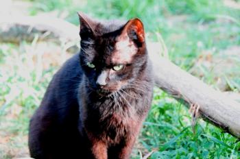 Orson Bild von Orson