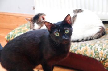 Peni Bild von Peni