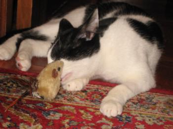 Pablo Bild von Pablo