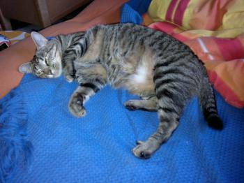 Kinina Bild von Kinina