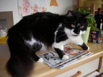 Calixto Bild von Calixto