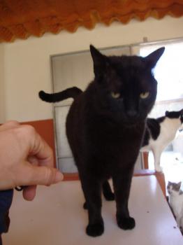 Kiku Bild von Kiku