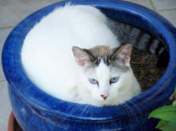 Felisa Bild von Felisa