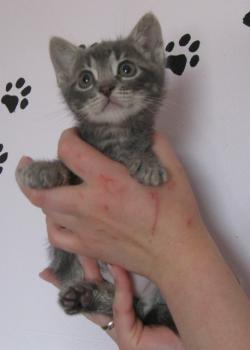 Bambam Bild von Bambam