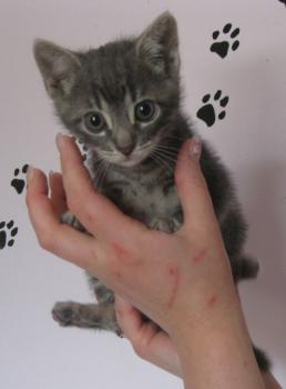 Bambam Bild von Bambam