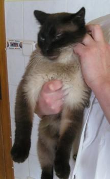 Pancho Bild von Pancho