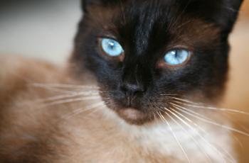 Pancho Bild von Pancho