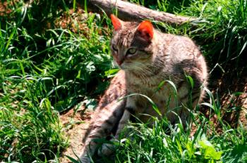 Tigra Bild von Tigra