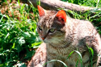 Tigra Bild von Tigra