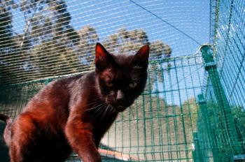 Orson Bild von Orson