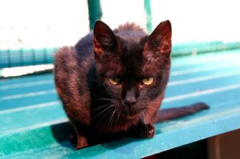 Orson Bild von Orson